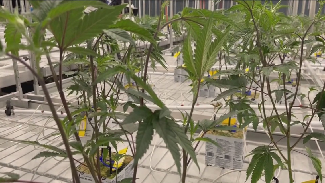 UToledo’s Cannabis Management program booming after legalization [Video]